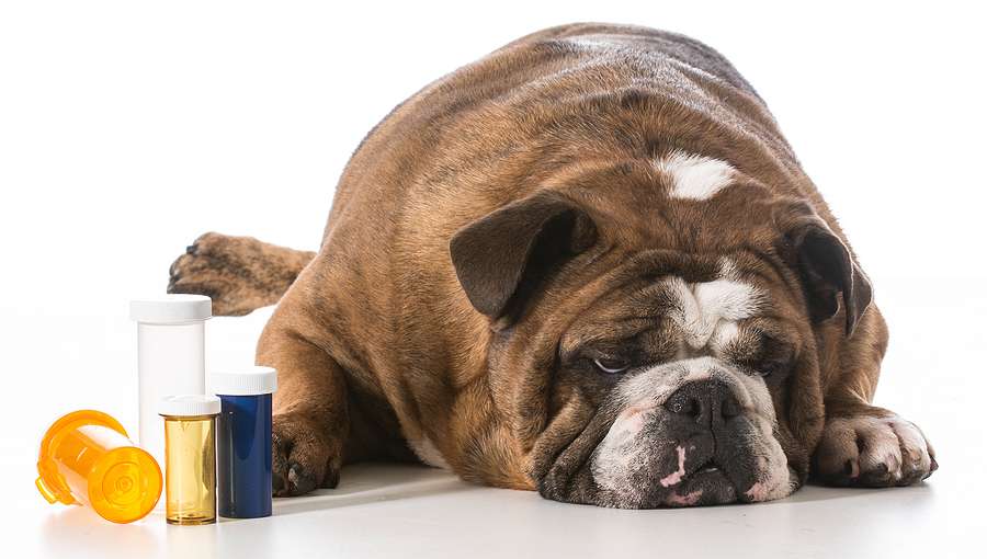 dog laying beside several pill bottles on white background - eng