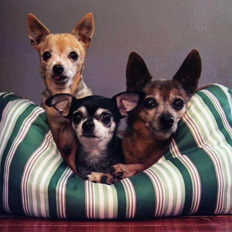 3 dogs at home