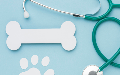 Wellness Exams: The Key to a Healthy, Happy Pet in El Paso