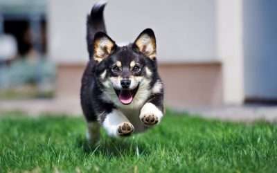 What Funny Pet Behaviors Really Mean