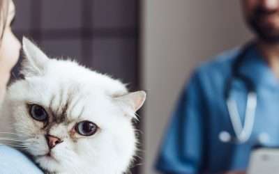 Pet Vaccines 101: What Your Dog or Cat Needs in El Paso