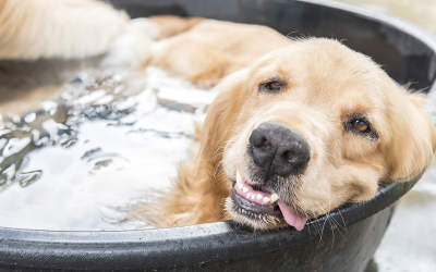 How to Keep Your Pet Cool in the Texas Heat