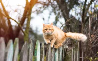 Indoor vs. Outdoor Cats: Making the Right Choice for Your Cat in El Paso