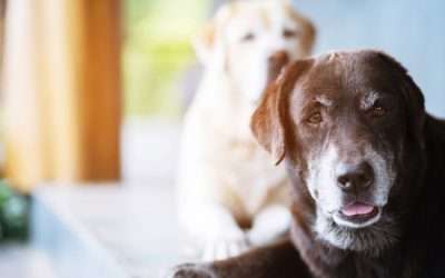 Golden Years, Gentle Care: Comfort Tips for Your Senior Pet