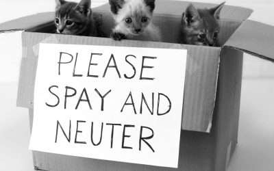 The Lifelong Benefits of Spaying or Neutering Your Pet
