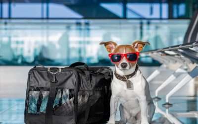Travel Smart: Tips for Traveling with Your Pet